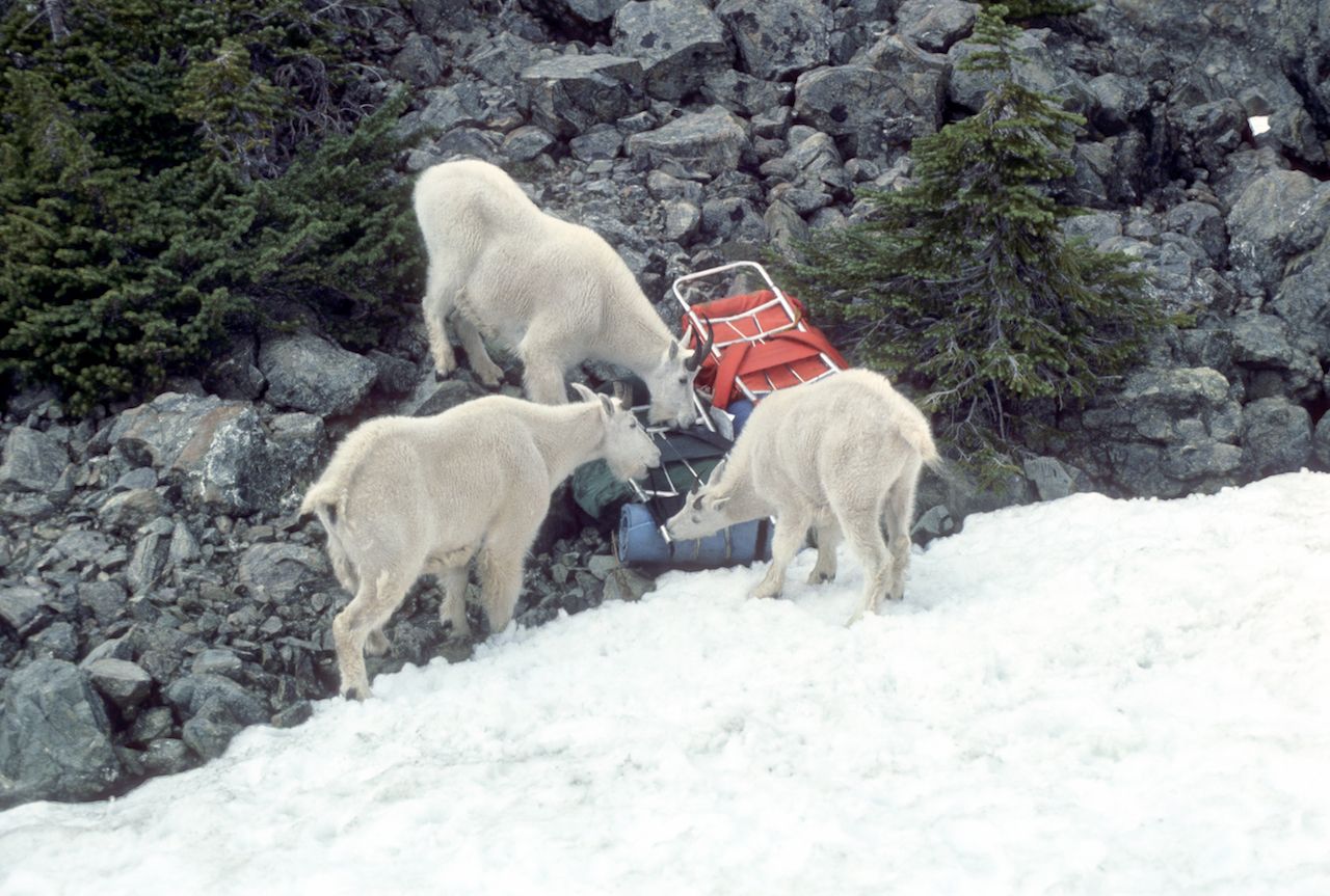 Mountain goats, licking salt from climber's pack, Gladys Olympic Pass National Park
