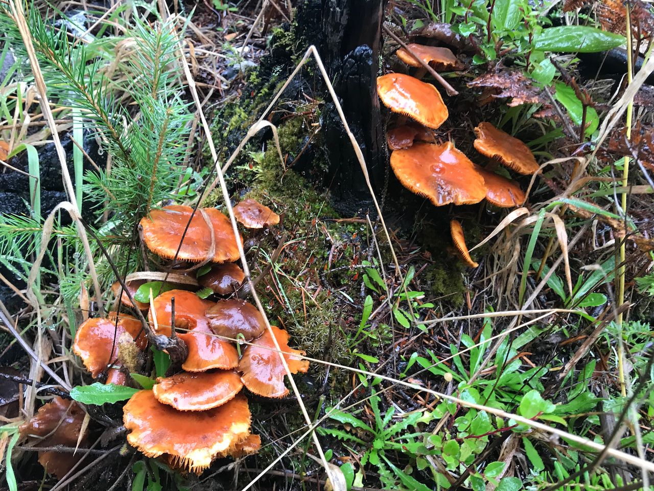 Mushrooms in Oregon