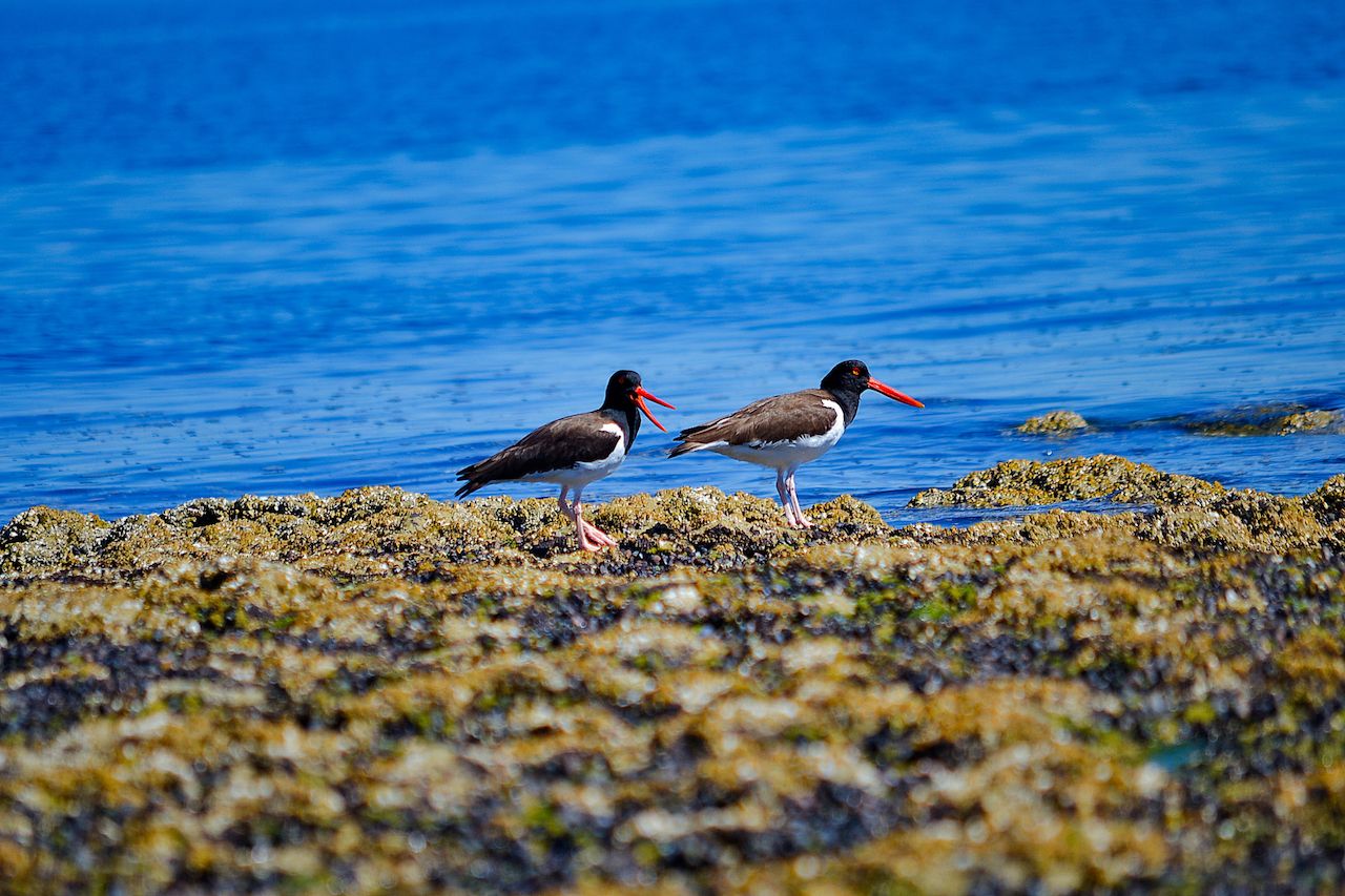 Oyster catchers Valdes Peninsula, Patagonia