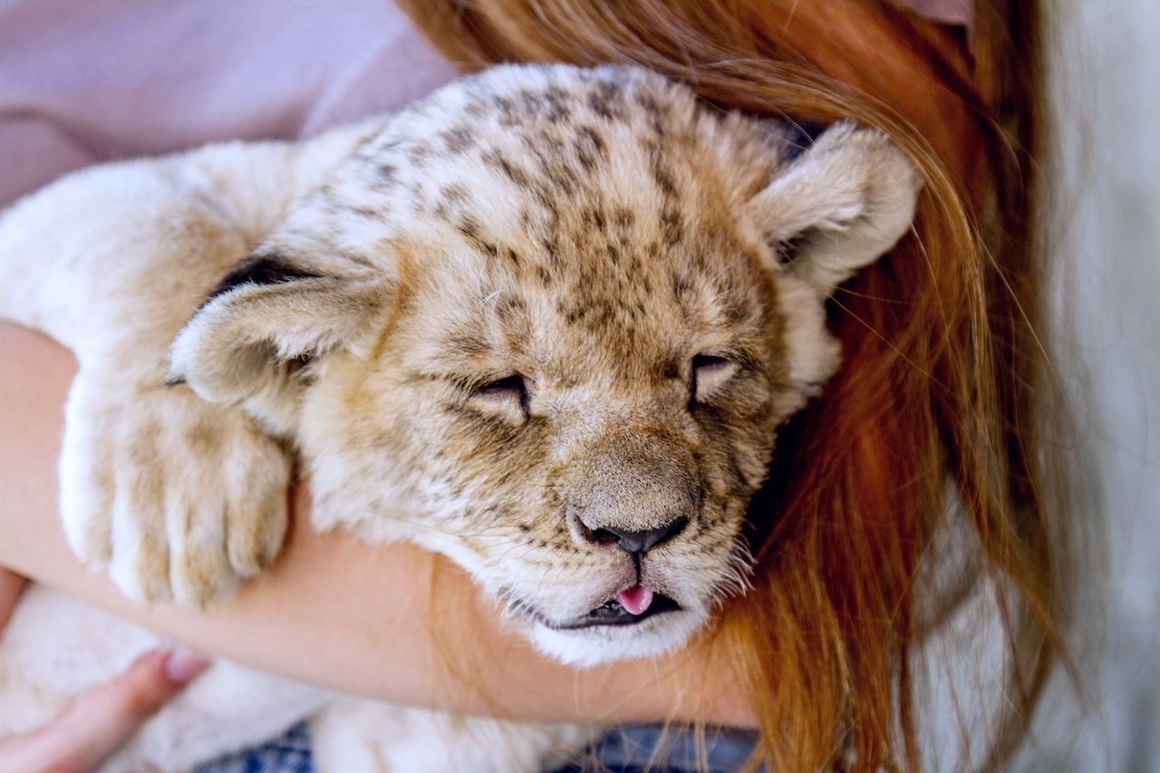 Person holding lion cub