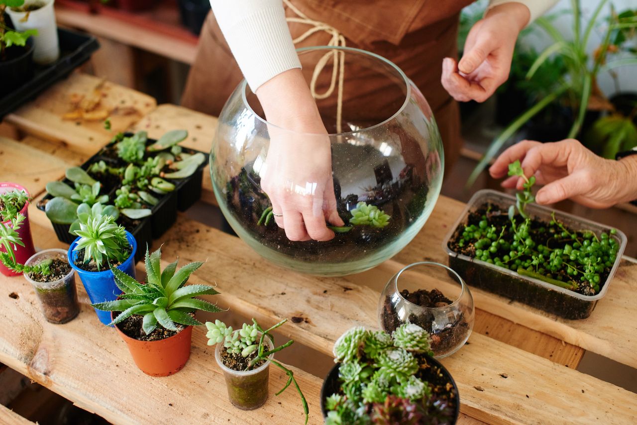 How To Keep Houseplants Alive When You Travel