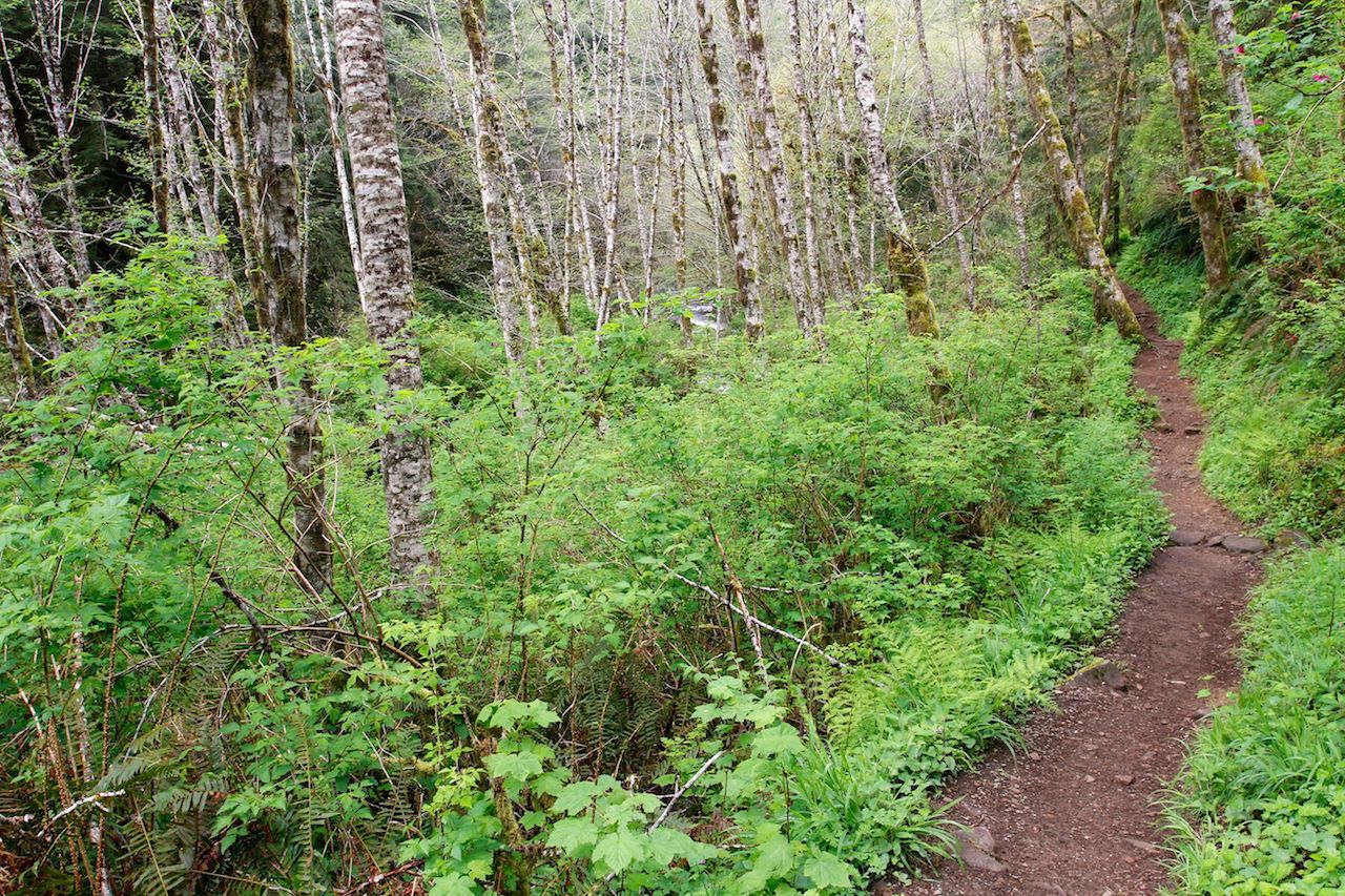 Red Forest Alder, Sweet Creek Trail, Siuslaw National Forest, Oregon, USA