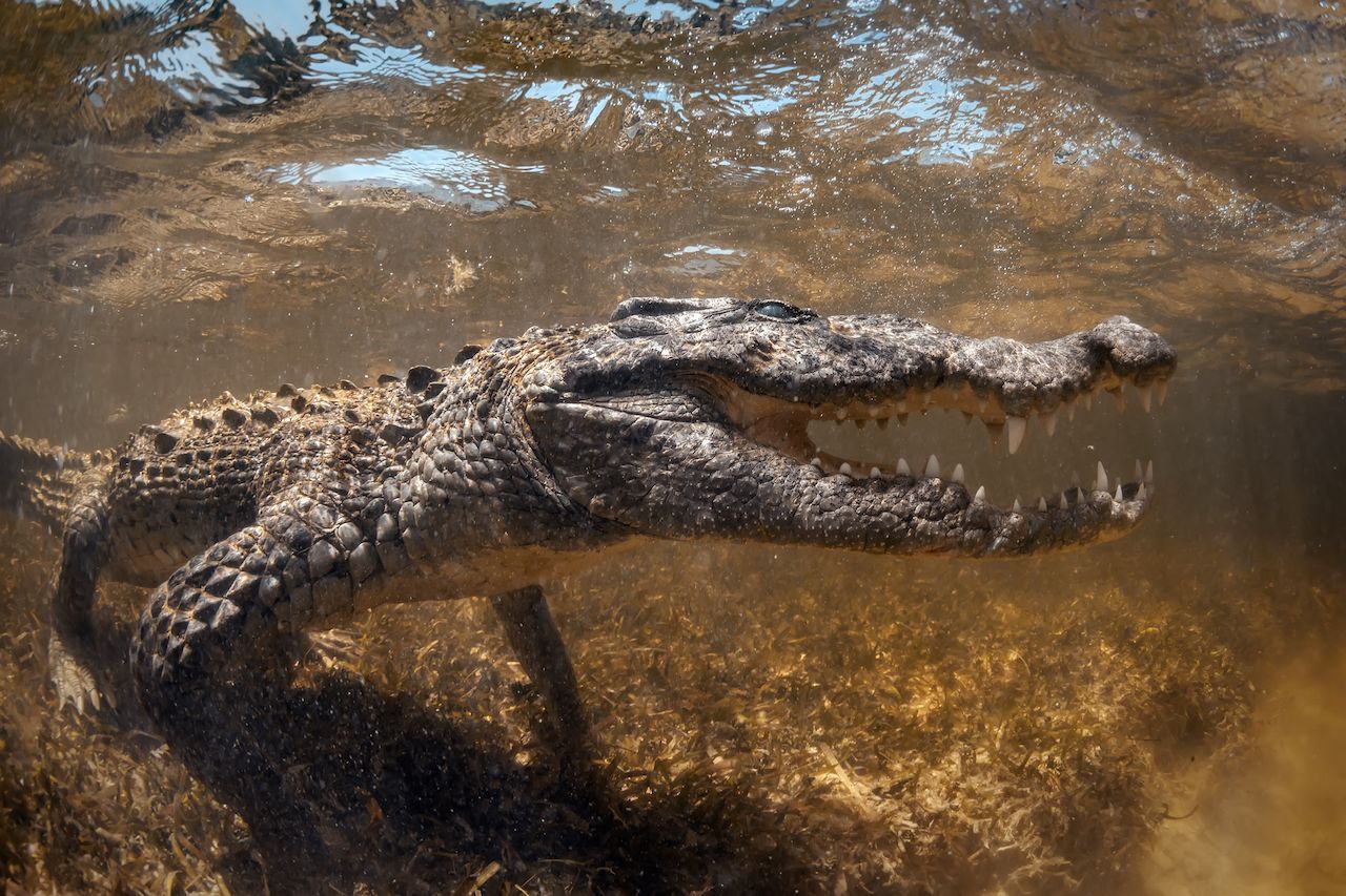 Saltwater crocodile underwater opens mouth and teeth in Chinchorro Banco Mexico