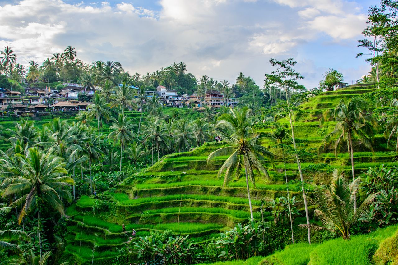 Tegallalang Rice Terraces, Ubud, Bali