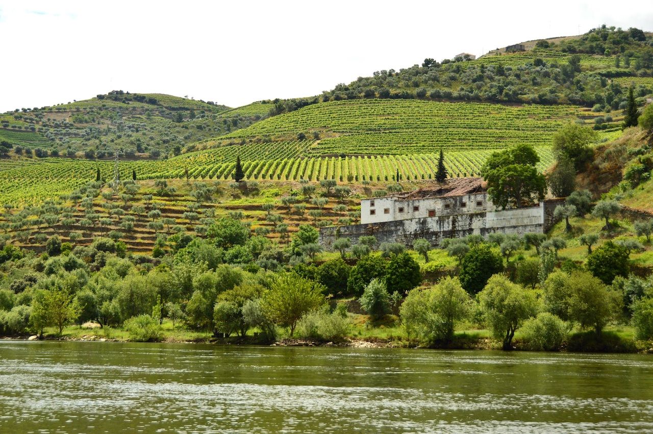 Vineyards in the Valley of Douro River, Pinhao, Portugal