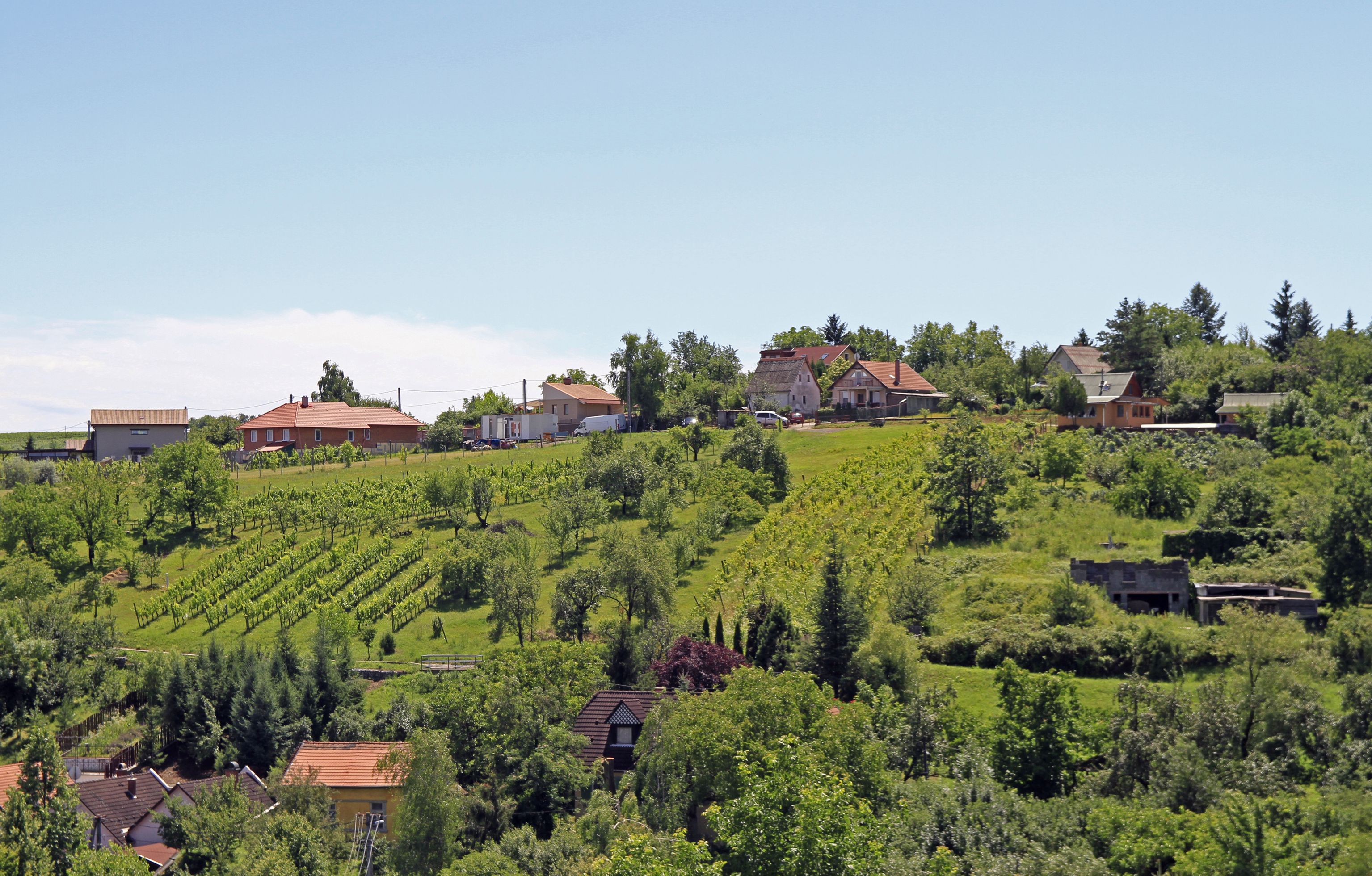 Vineyards in the outskirt of Eger, Hungary