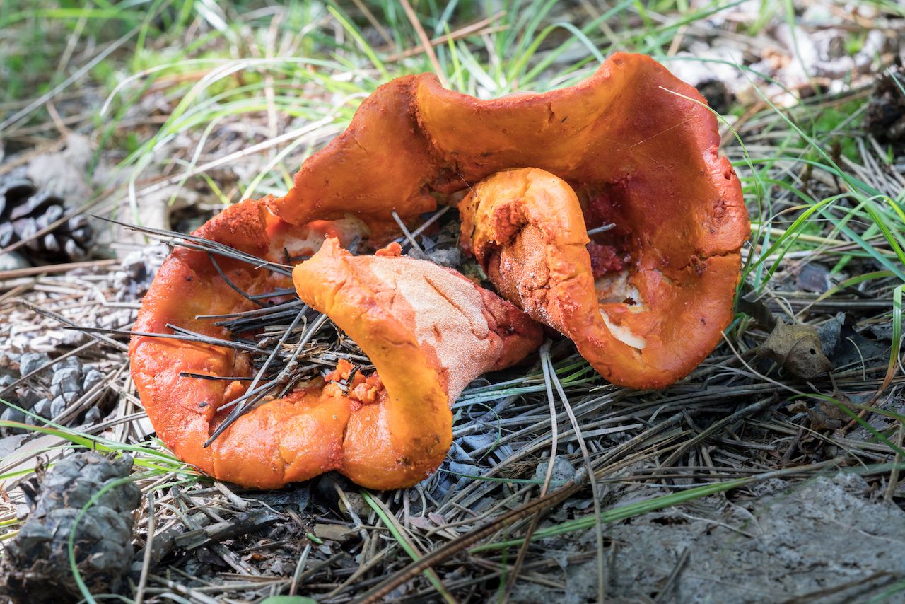 Weird looking, bright orange Lobster Mushroom, curled up and full of pine needles