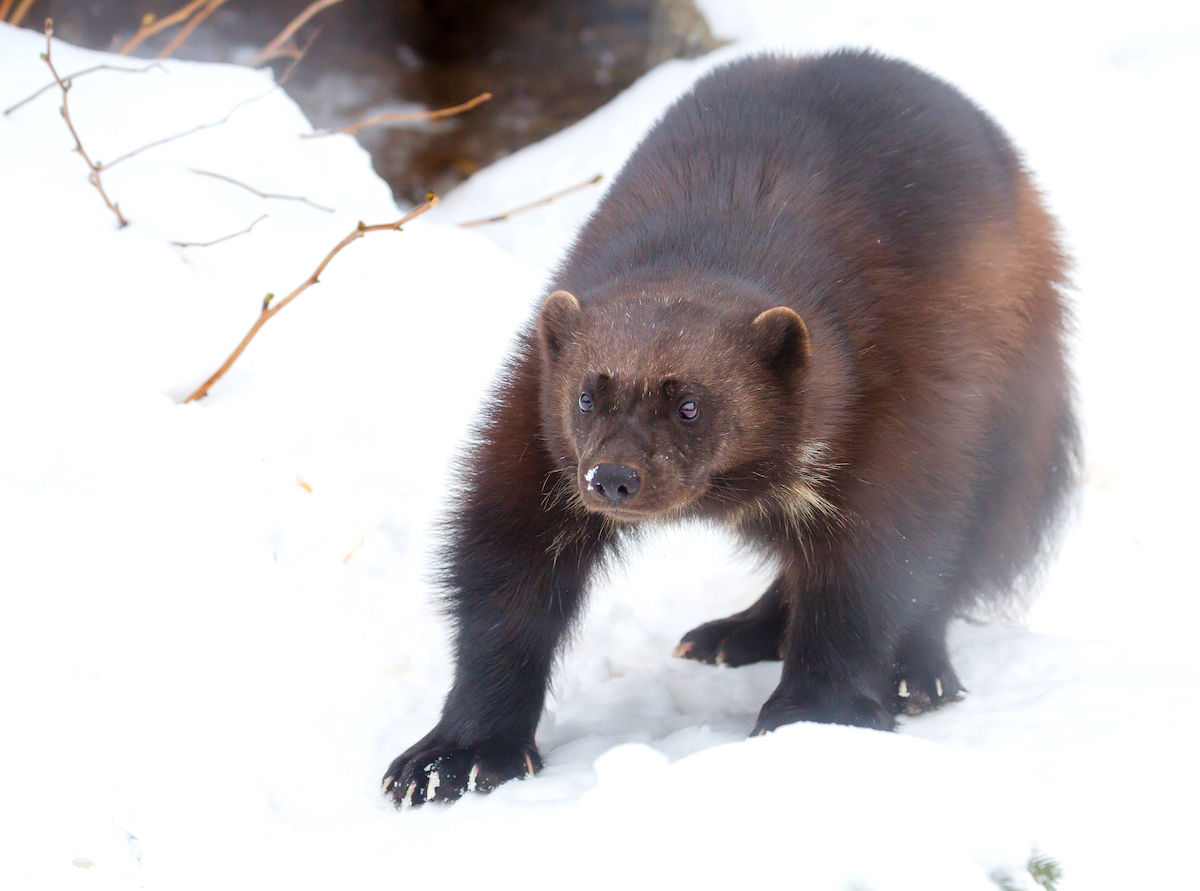 what-is-a-wolverine-and-where-to-see-them-in-washington-state