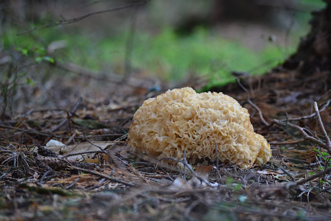 cauliflower fungus in the woods, czech republic