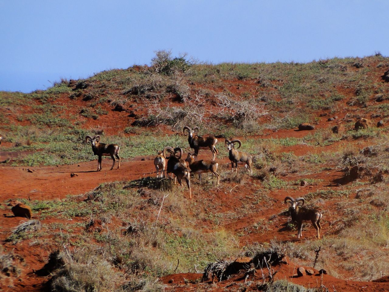 Un troupeau de Mouflon se brise dans son pâturage sur Lanai