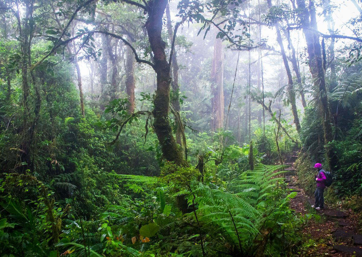 The best things to do in Costa Rica’s Monteverde Cloud Forest