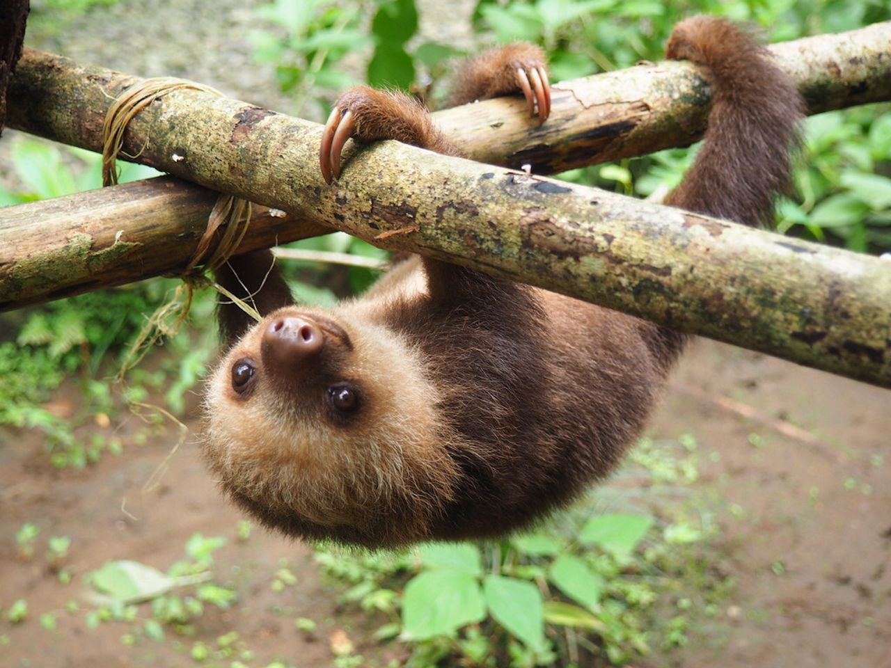 Baby sloth hanging from a tree