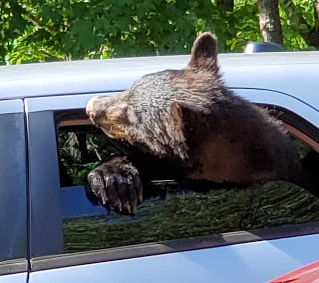 Bear sticking its head out of the window