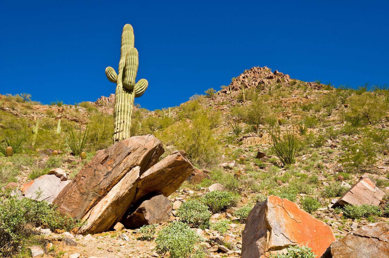 Cactus on the Side of Piestewa, Squaw Peak in Phoenix Arizona