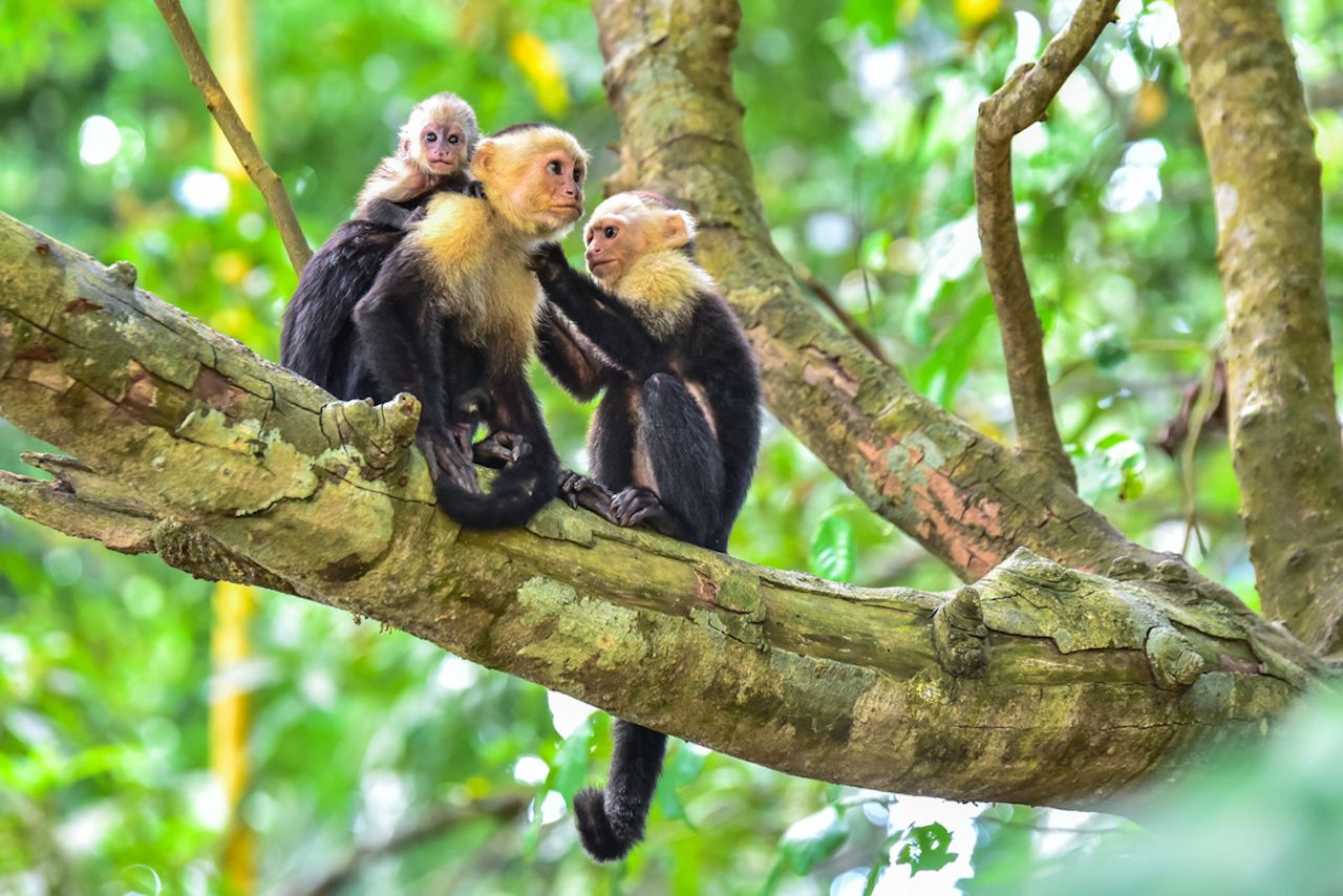 Capuchin Monkeys on branch of tree