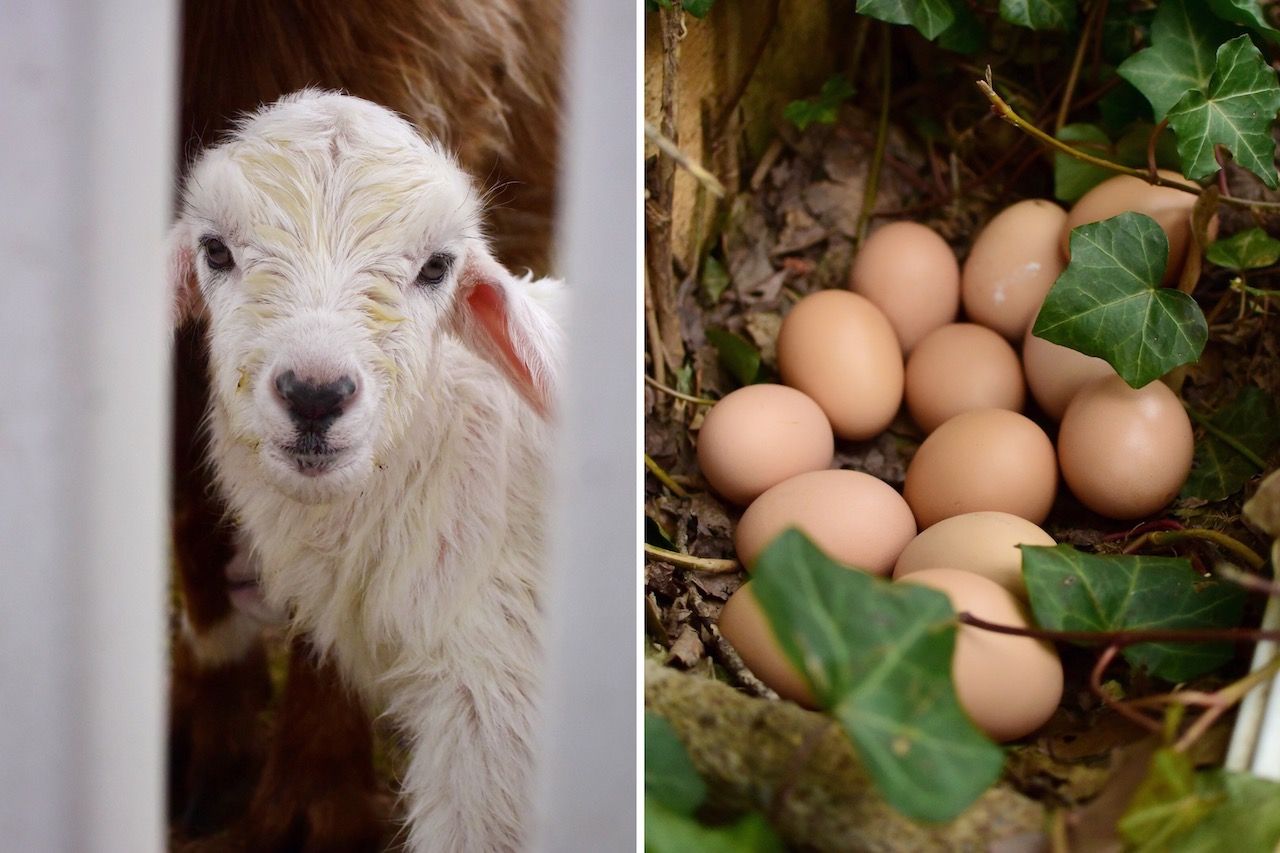 Goat and eggs
