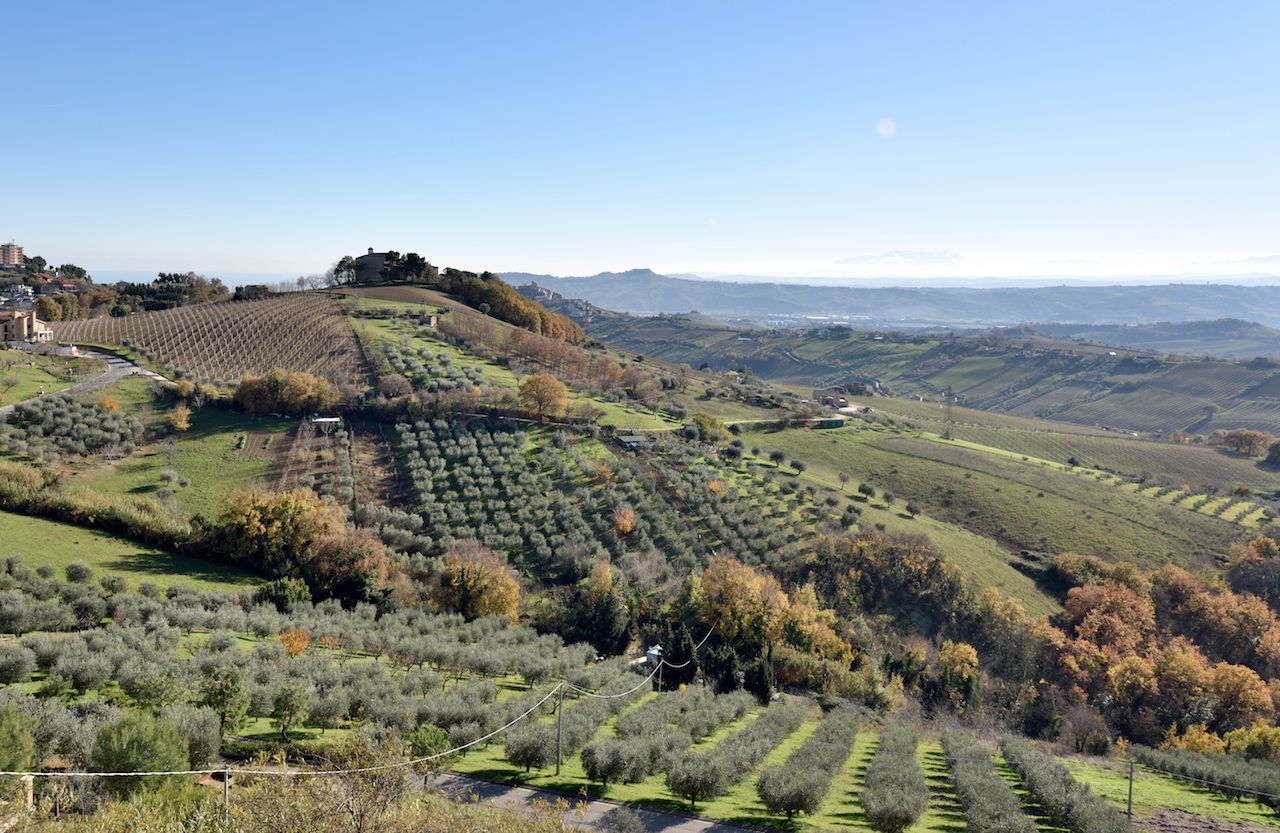 Hills in Marche Region with grapes and agricultural fields