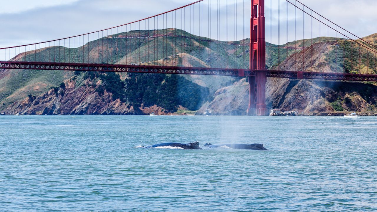 Humpback whale swimming with baby in San Francisco Bay with Golden Gate Bridge in background