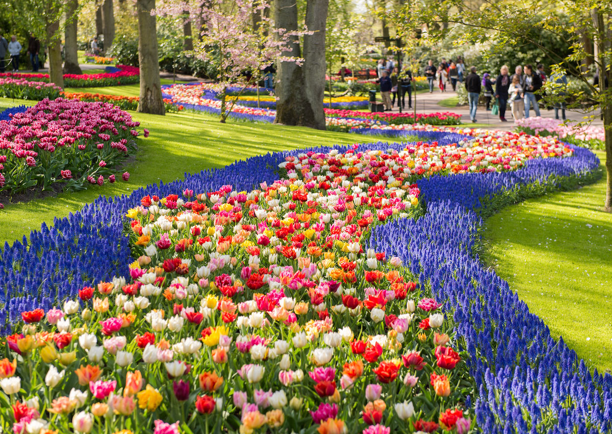 the netherlands' keukenhof garden has seven million blooms