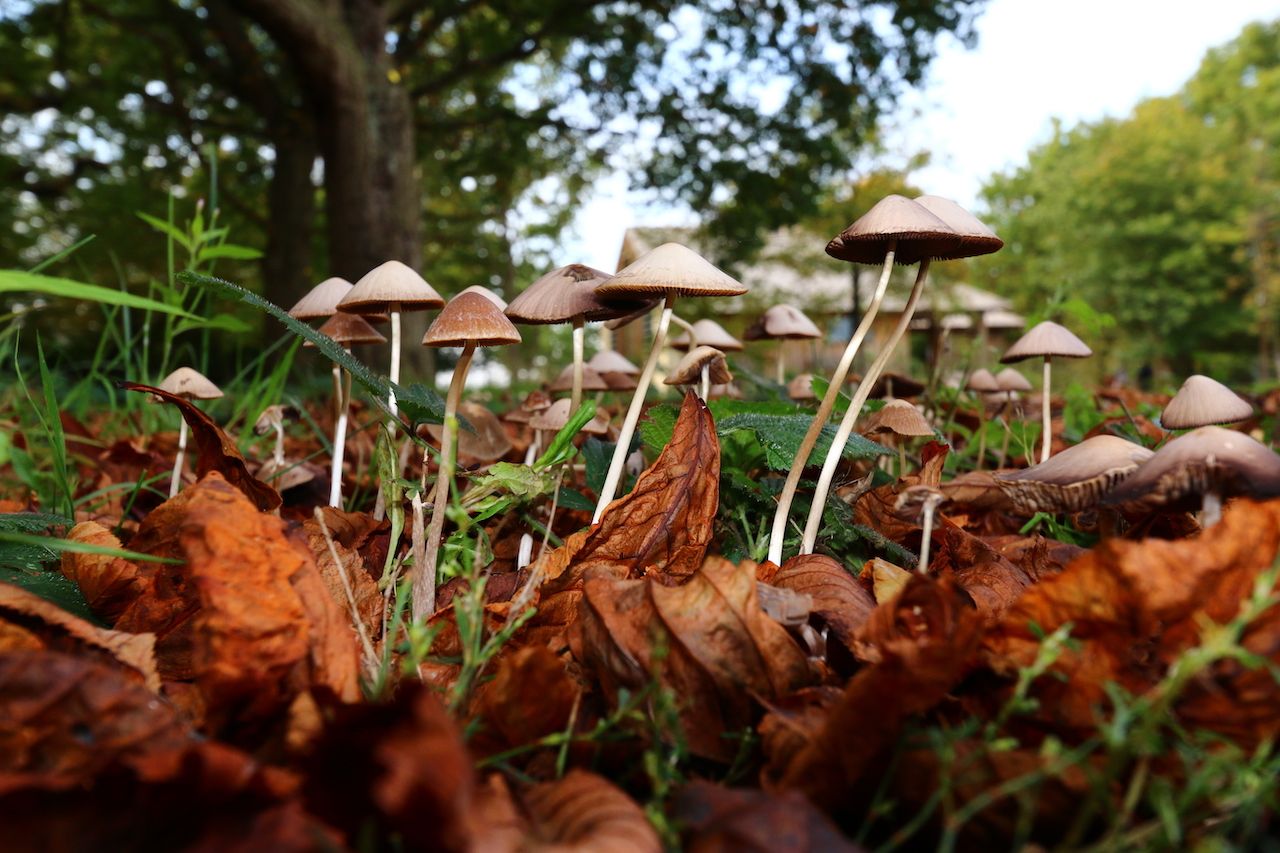 Magic Mushrooms growing wild in England during Autumn