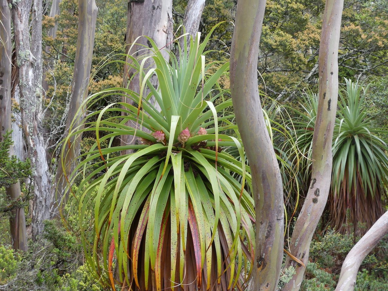 Pandani ( Richea Pandanifolia ) at Pandani Grove Nature Walk, Mount Field National Park, Tasmania,Australia