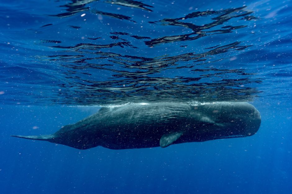 Scott Sporleder - Dominica Stills- Sperm whale