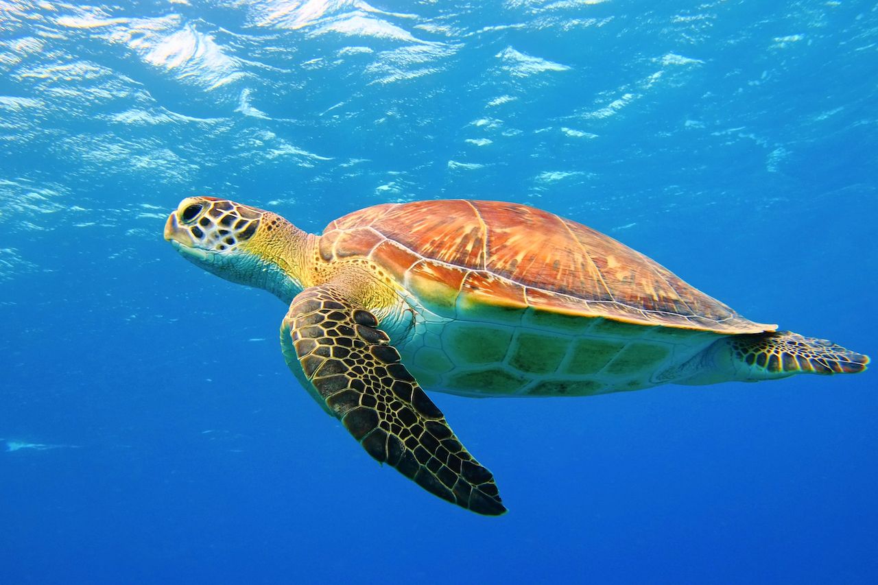 Sea turtle underwater swimming in the blue sea