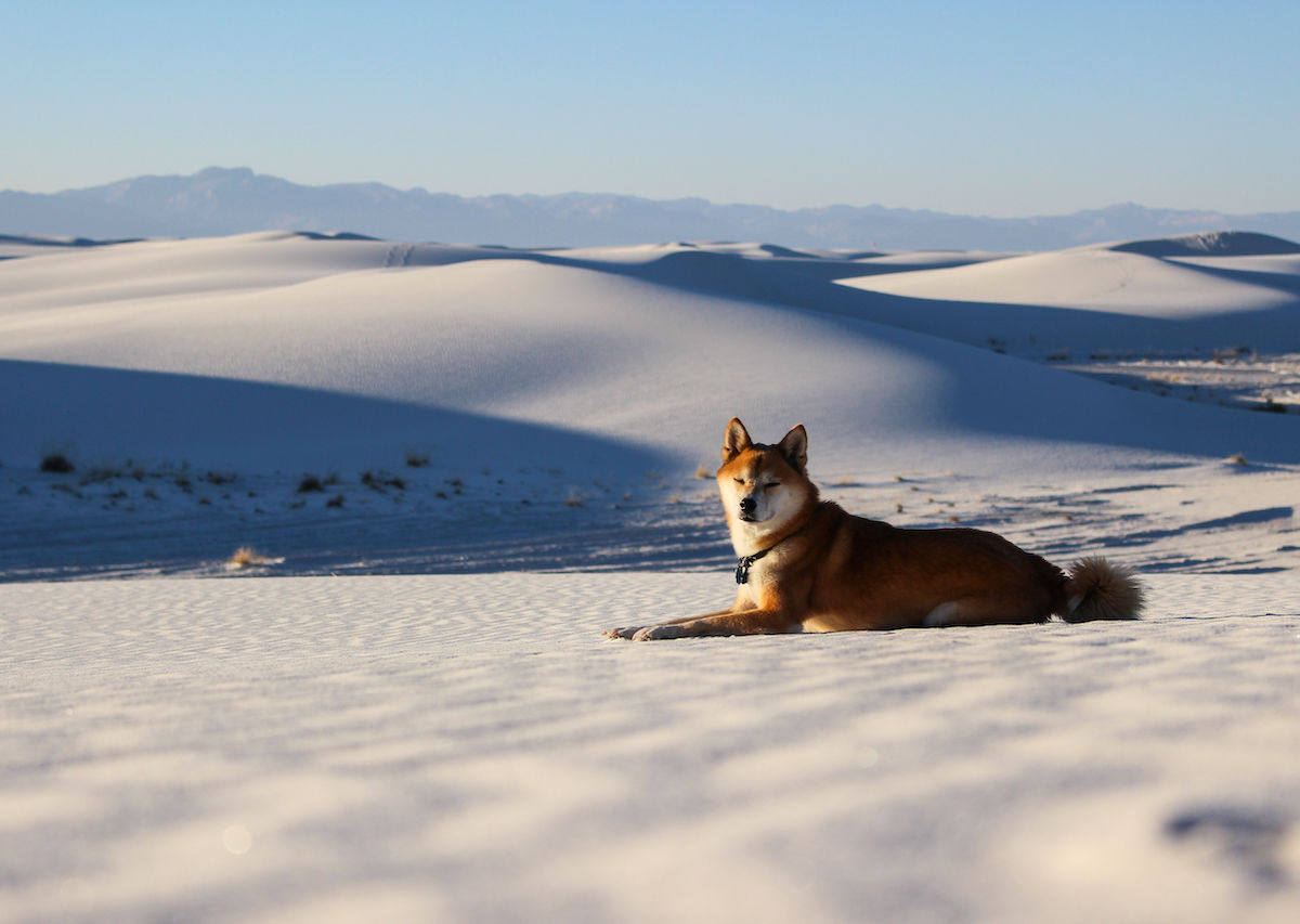 visiting-white-sands-national-monument-with-your-dog