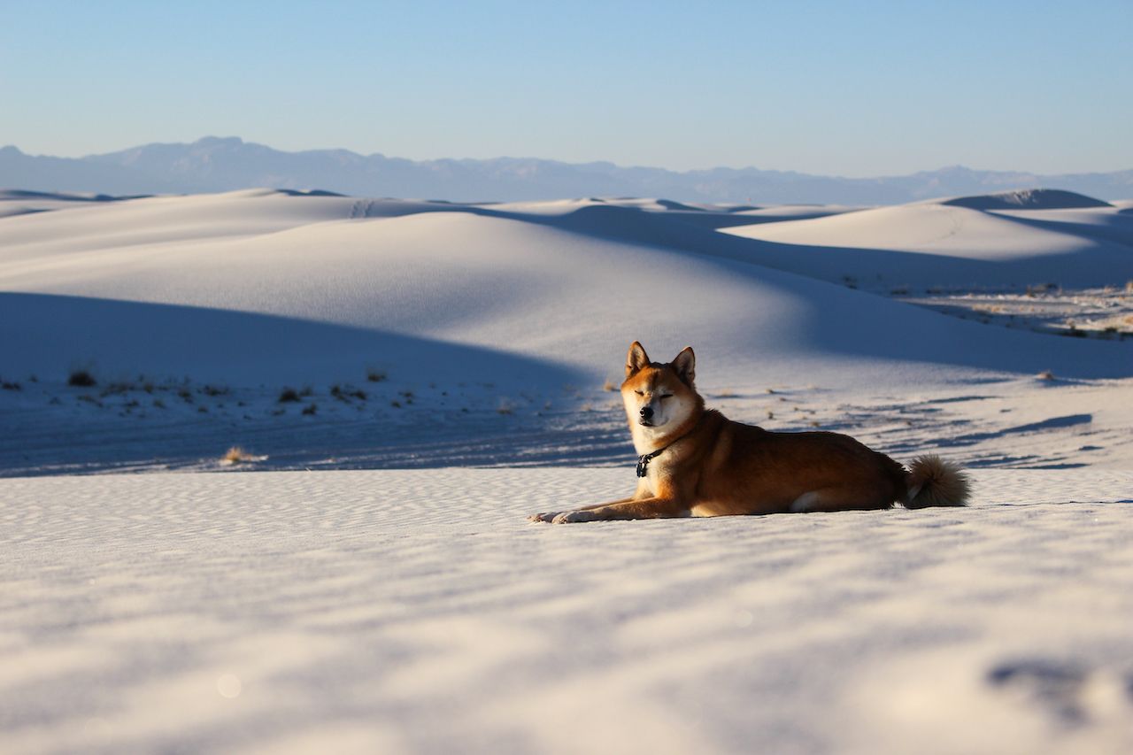 Visiting White Sands National Monument With Your Dog