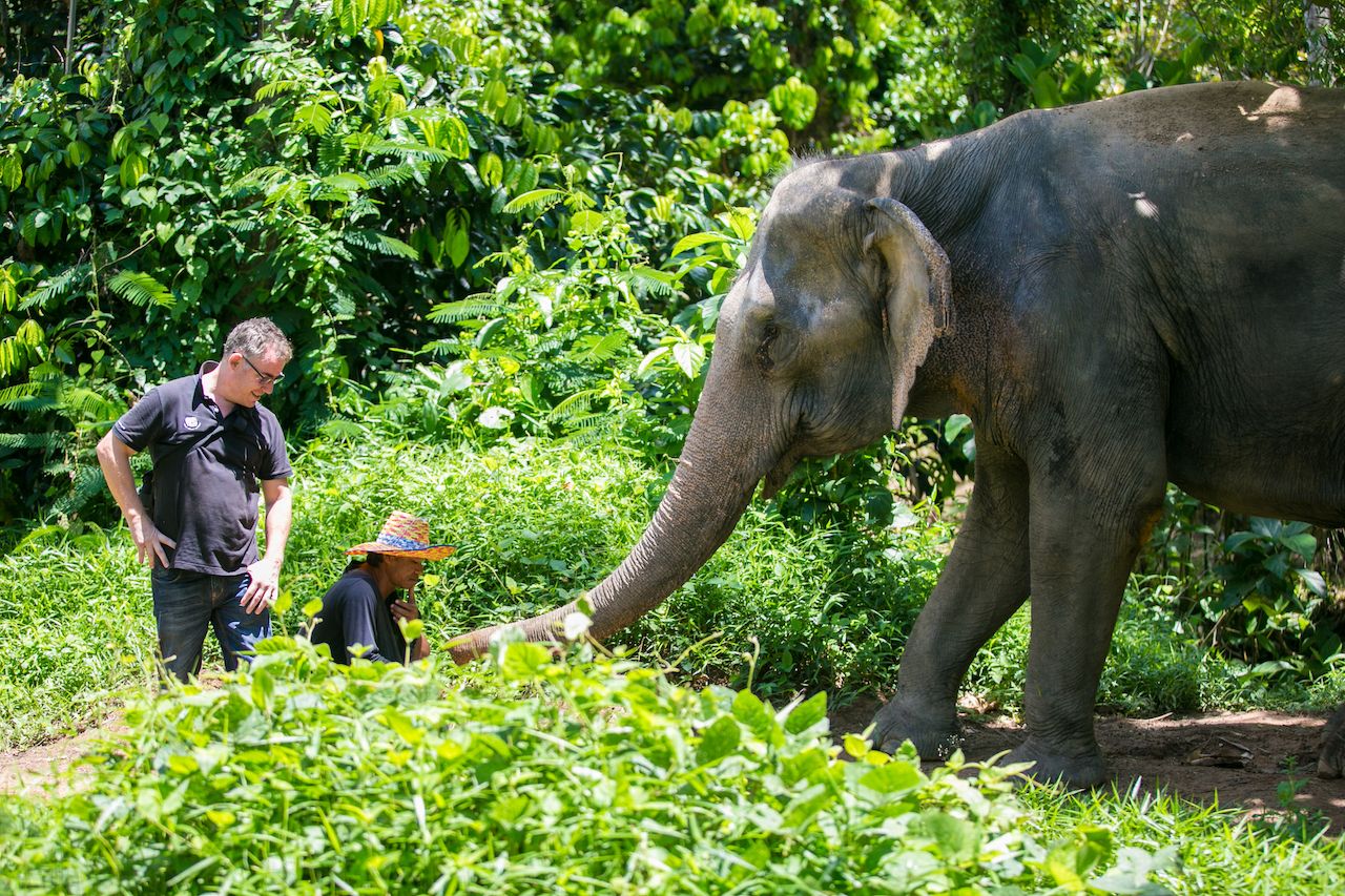 Staff and tourists with elephants at the Phuket Elephant Sanctuary