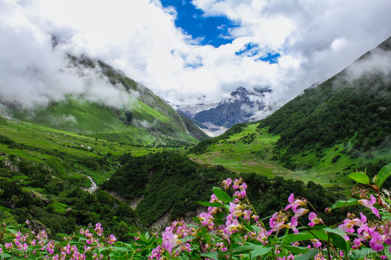 The mesmerizing beauty of valley of flowers captured in the month of August