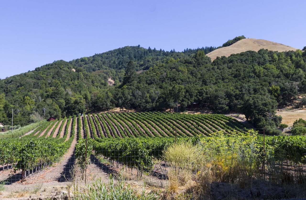 Vineyard outside Santa Rosa California