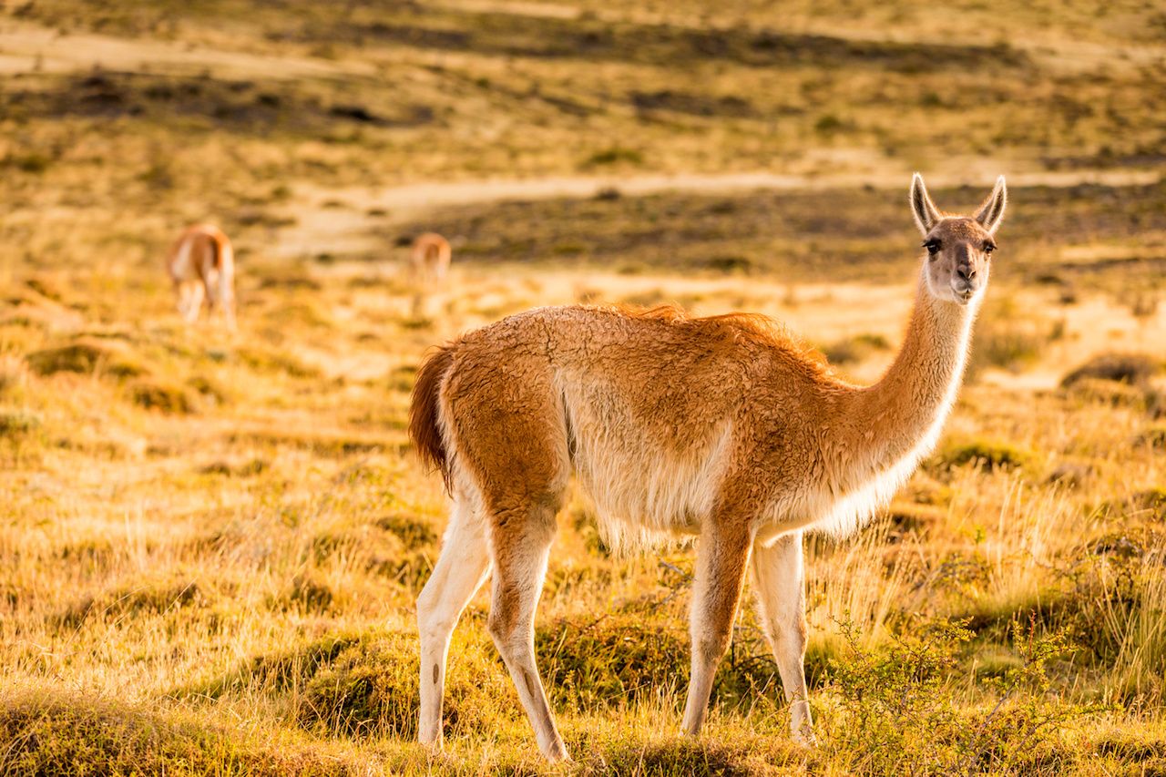 Wildlife in Patagonia