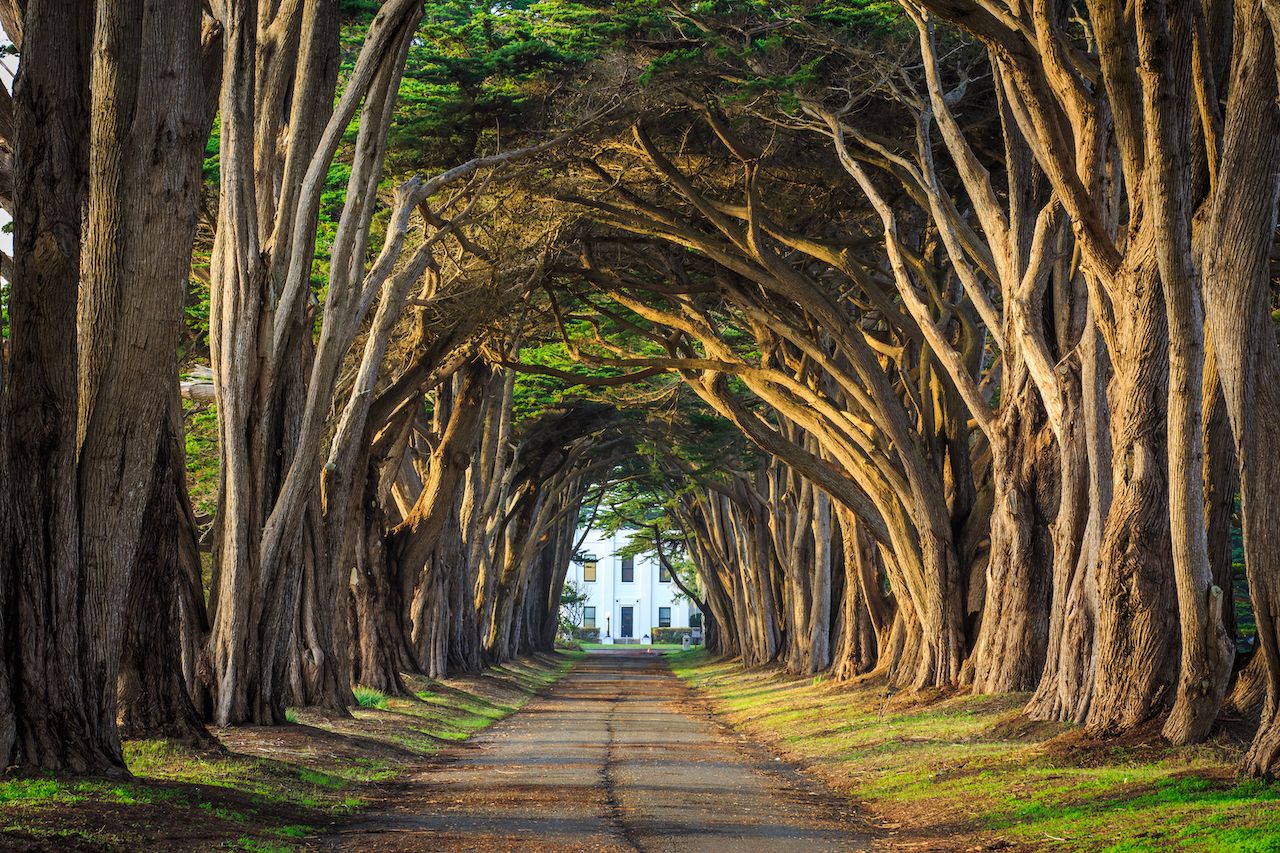 Most Beautiful Tree Tunnels