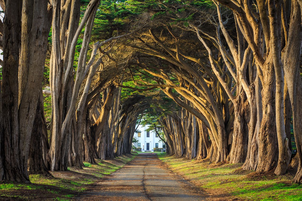 Tunnel Of Trees