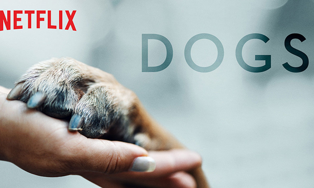 how-to-get-your-dog-on-the-netflix-show-dogs