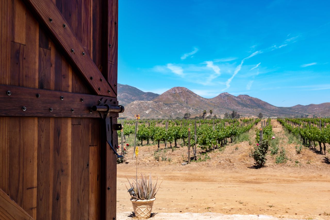 Door opening to a vineyard in Ensenada, Baja California, Mexico