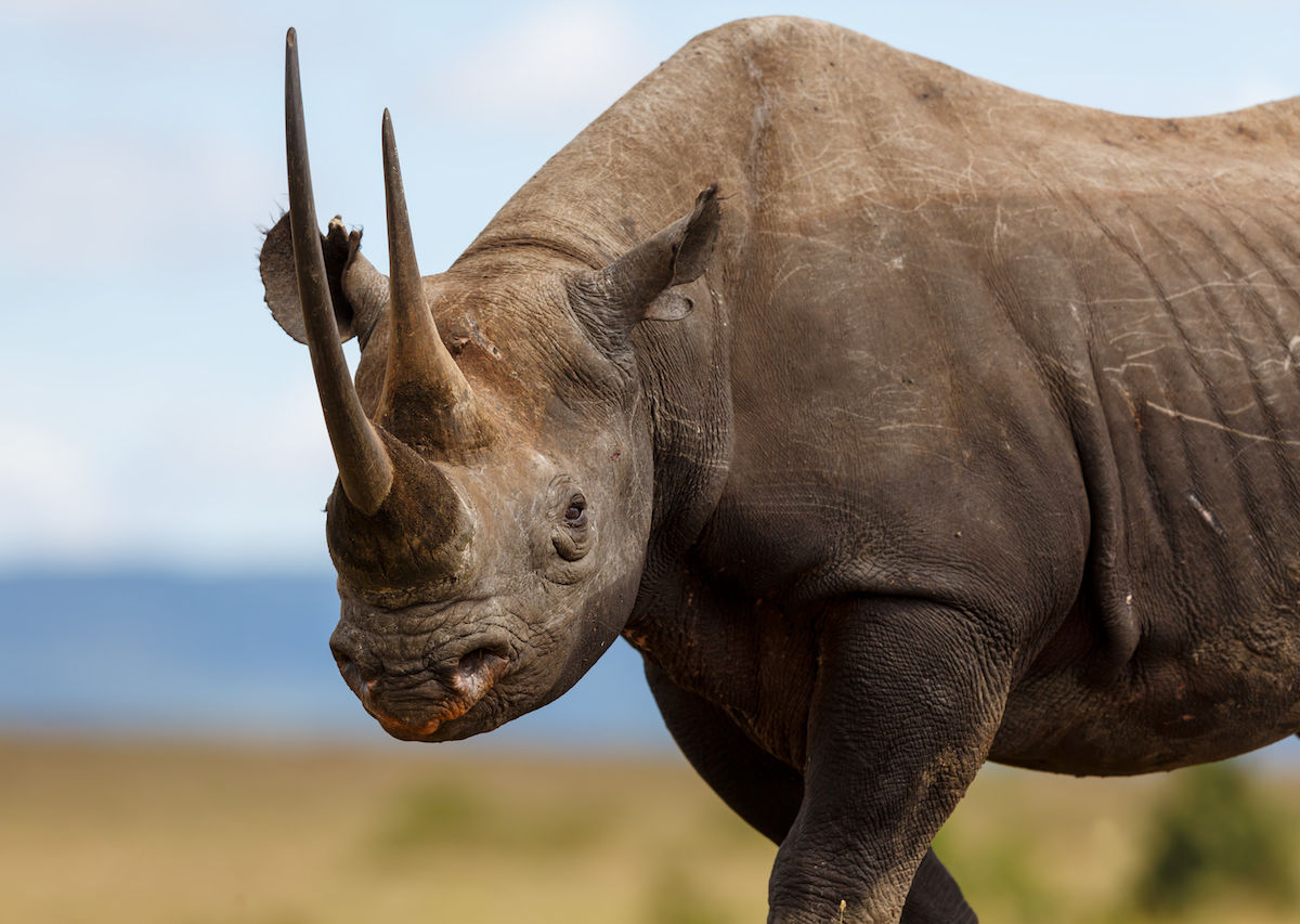 Five rhinos released from zoos to live free in Rwanda