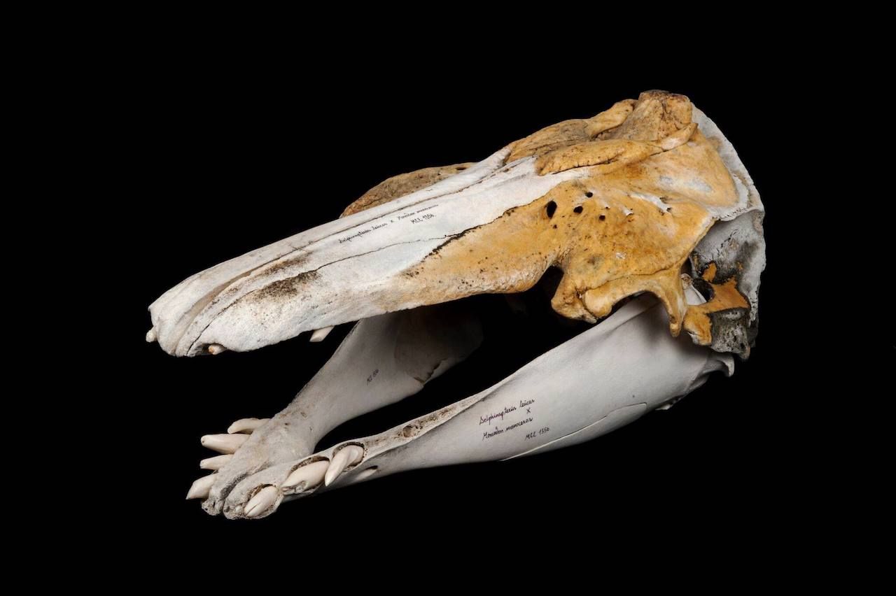 Skull of narluga hybrid