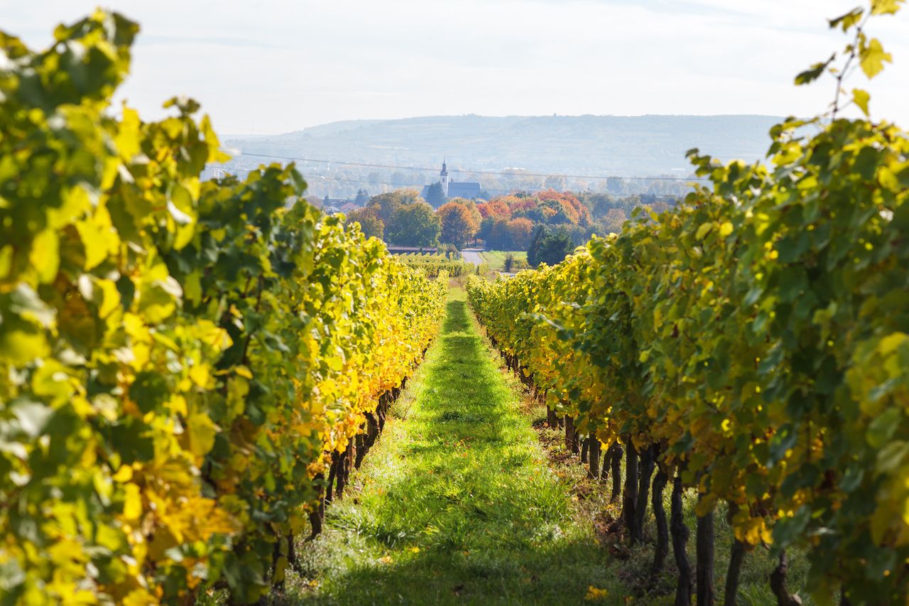 Vineyards in autumn in Rheingau, Germany