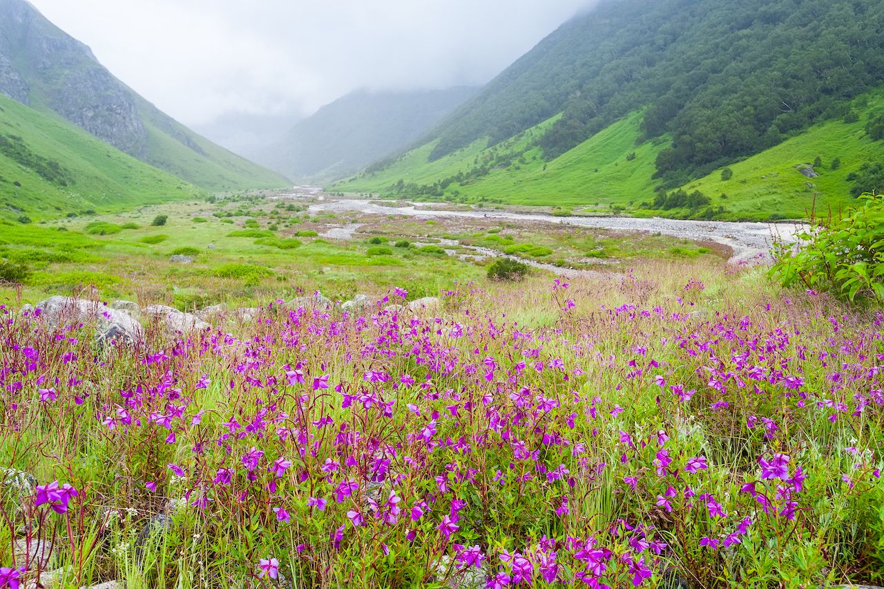 valley of flowers, india