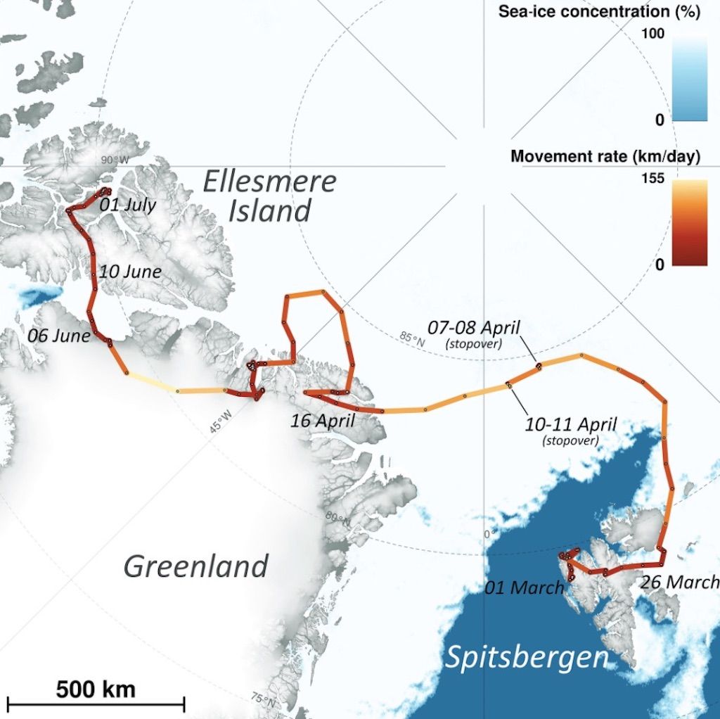 Arctic fox trip across the sea ice