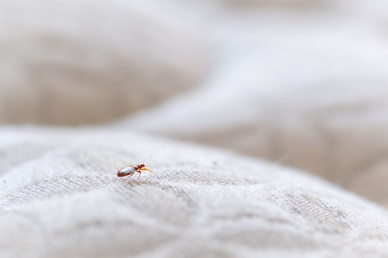 Alpine Refuge In Germany Take Measures Against Bed Bugs