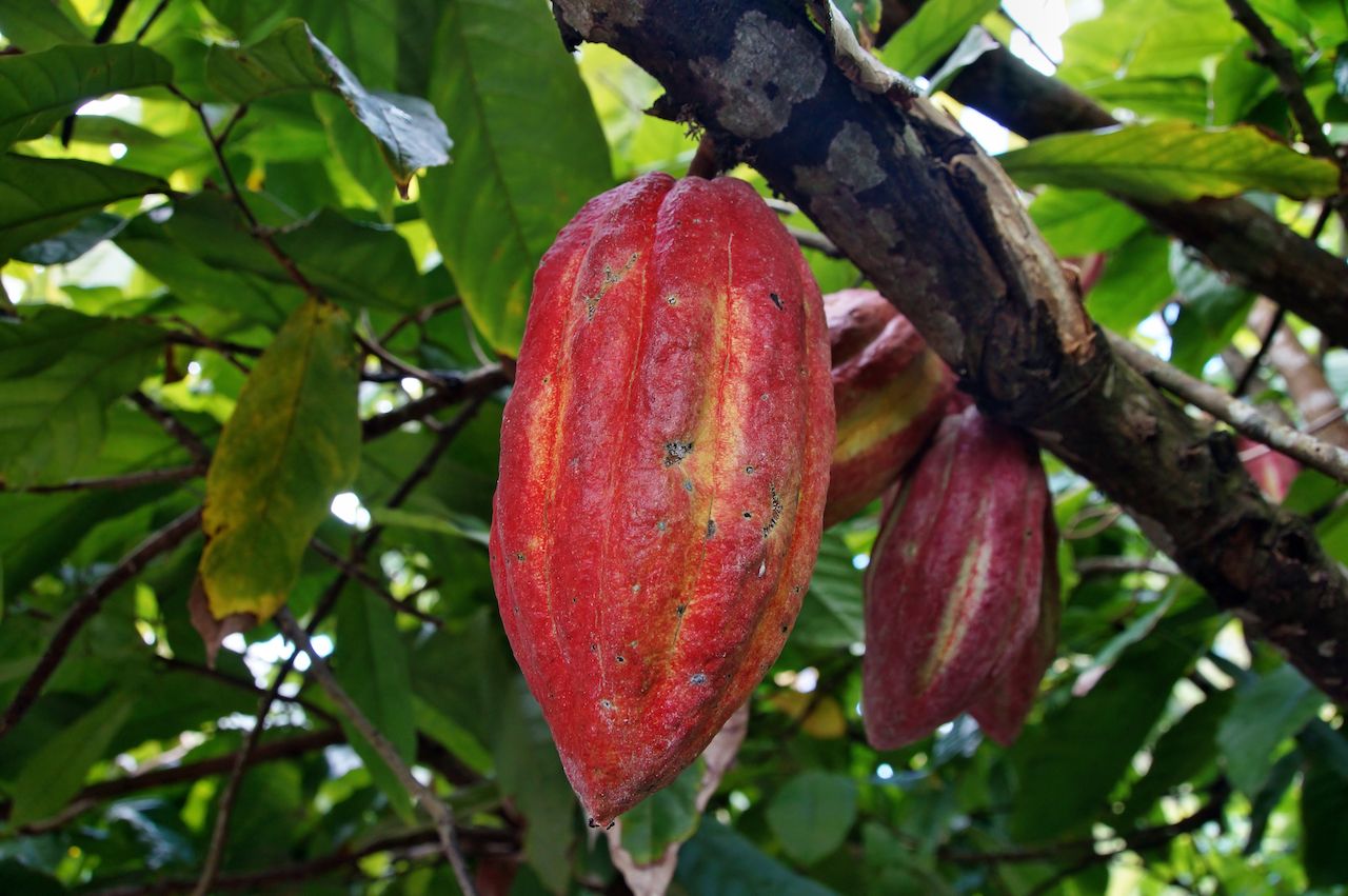 Cocoa fruit