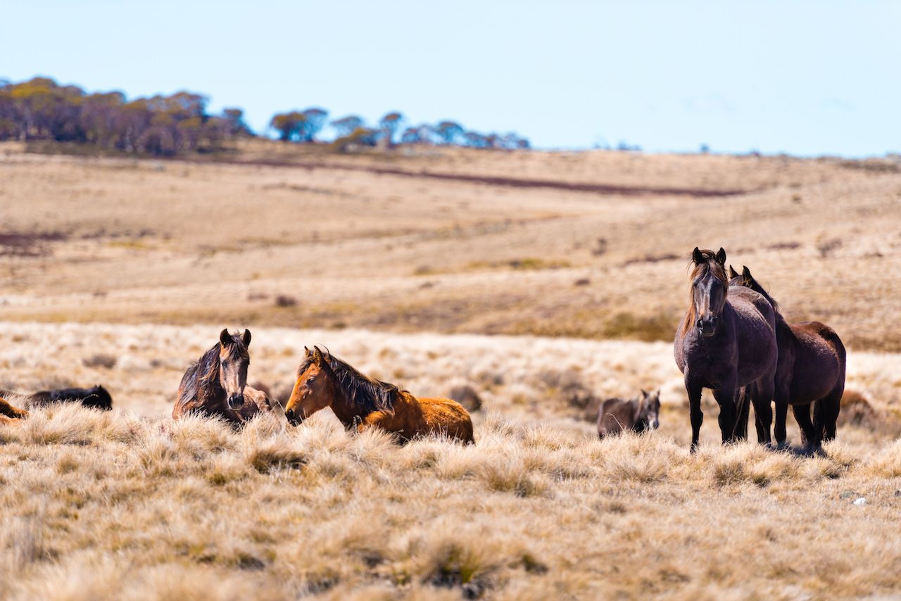 Where To See Wild Horses