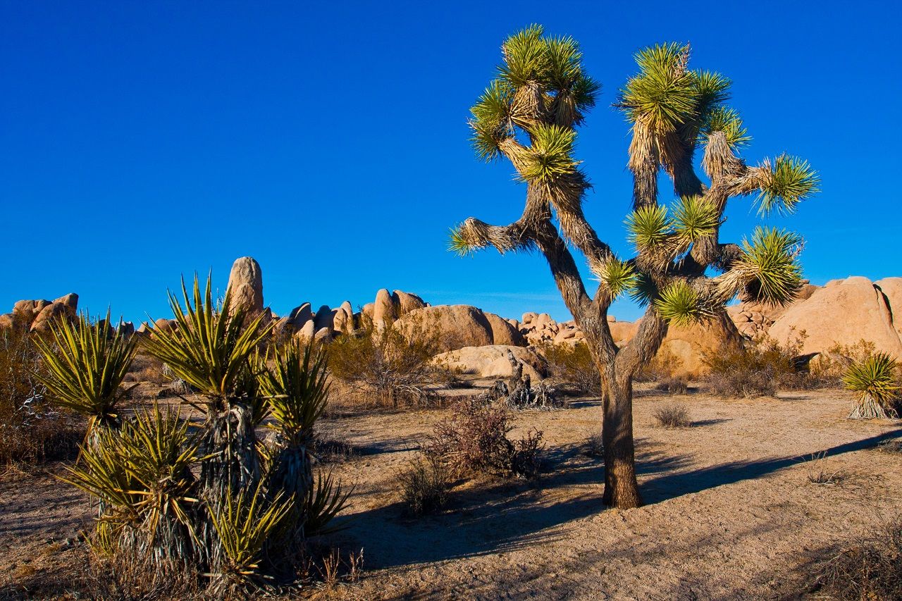 Joshua Tree in Joshua Tree National Park