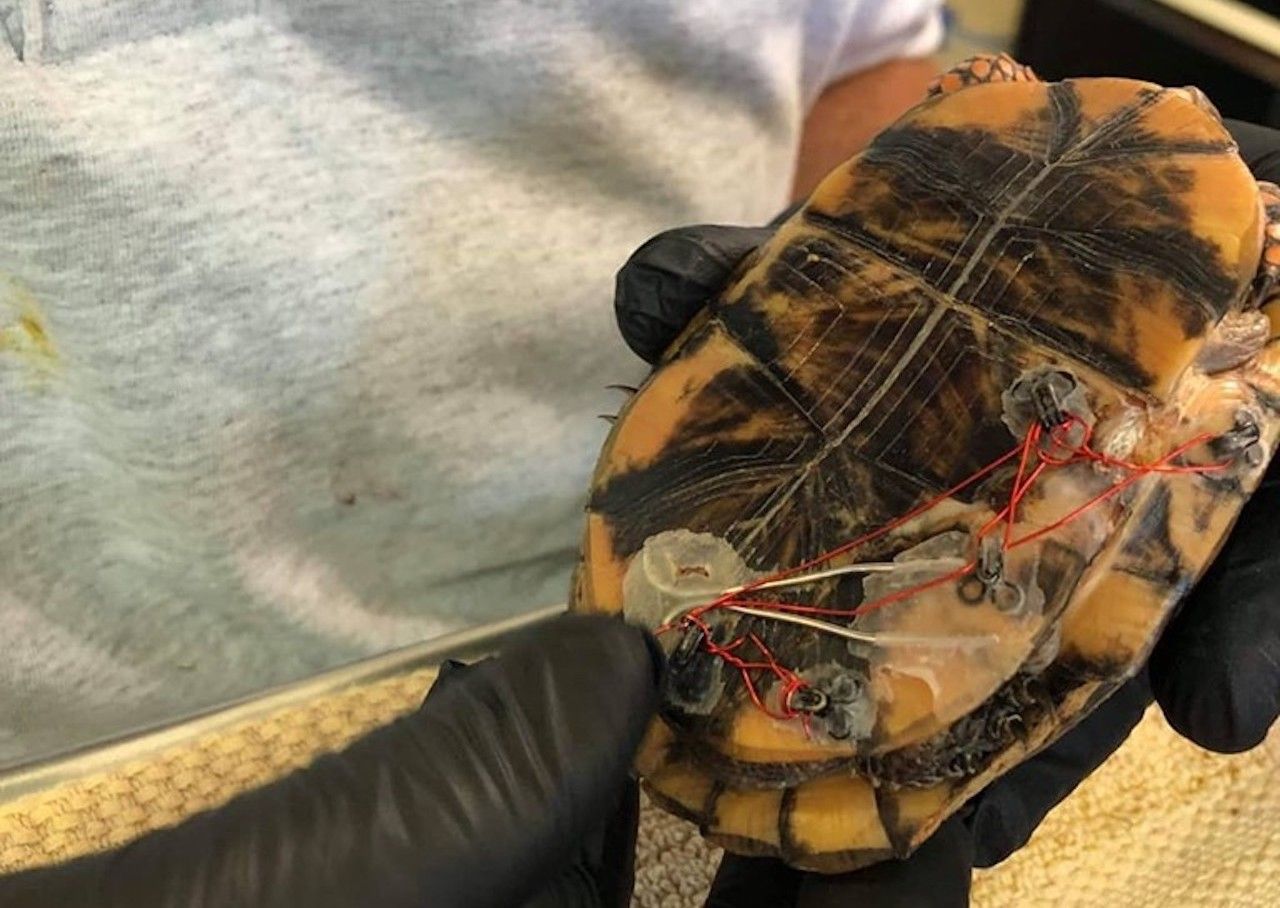 Turtle shell repaired with bra clasps
