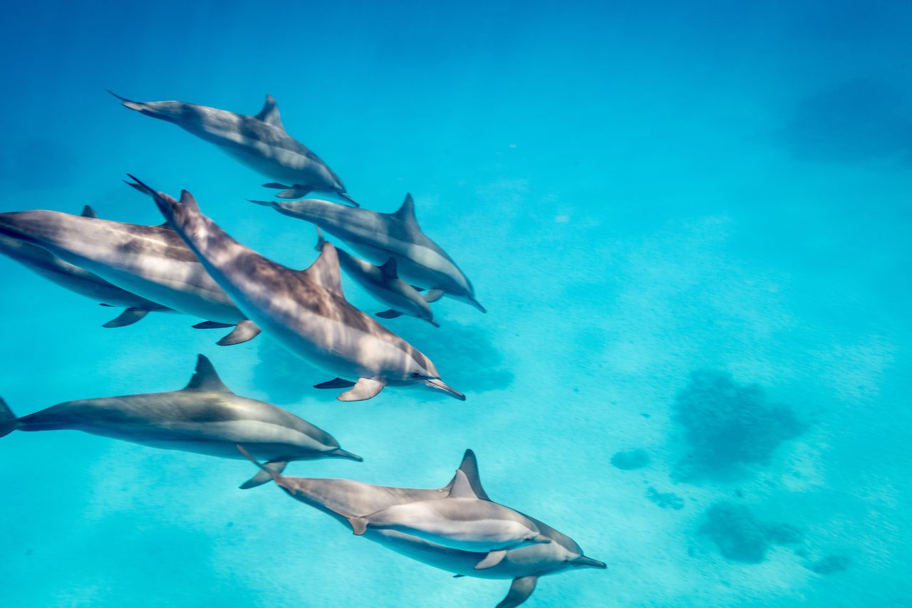 A pod of spinner dolphins