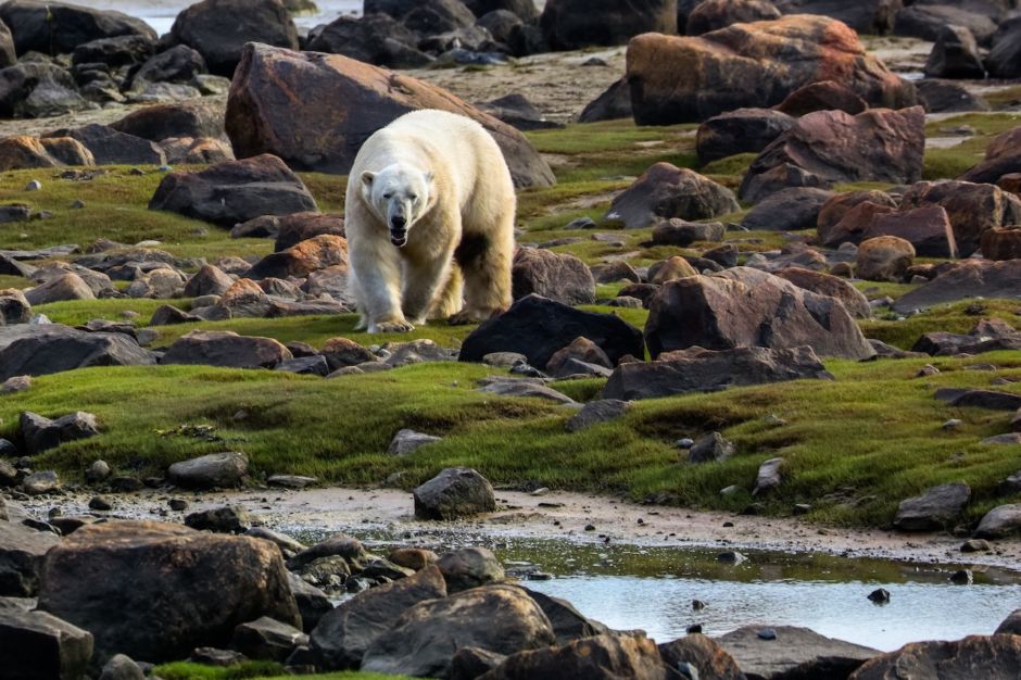 3 spectacular seasons of Churchill, Manitoba: When to see polar bears, beluga whales, and the Northern Lights