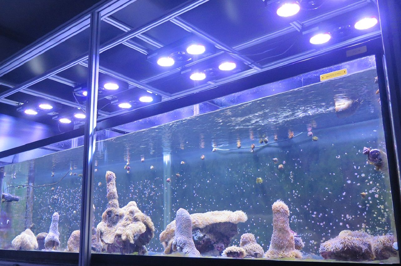 Coral at Florida Aquarium